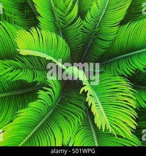 Palm tree close up Foto Stock