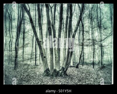 Antica tronchi di alberi in un bosco nebbioso Foto Stock