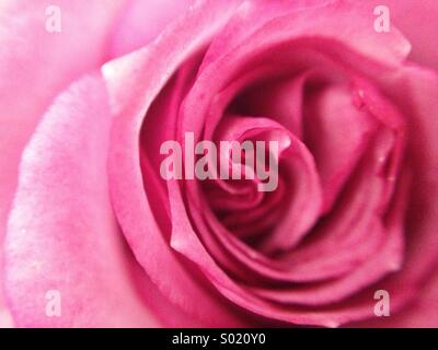 Rosa Foto Stock