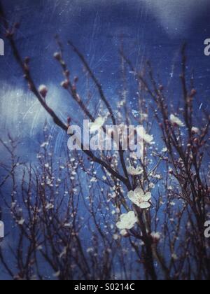 Fiori di Primavera su un albero contro un cielo blu Foto Stock
