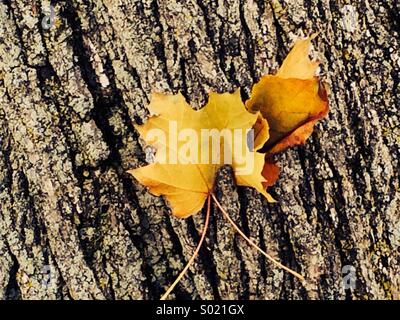 Foglie di giallo contro il tronco di albero. Englewood, NJ 2014 Foto Stock