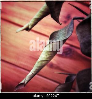 Le foglie essiccate in un albero di limone branch Foto Stock