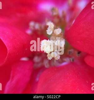 Vista macro dell'interno di una rosa rossa. Foto Stock