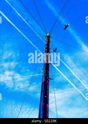 Cerca fino alla sommità del palo del telegrafo con fili multipli, piano sentieri di vapore nel cielo e piccioni battenti passato Foto Stock