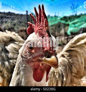 Chiuso shot di gallina Foto Stock