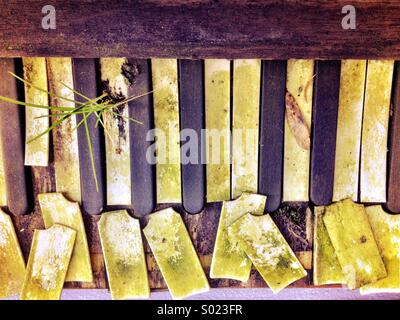 Vecchio pianoforte sinistro esterno con un erbaccia crescente attraverso i suoi tasti rotti Foto Stock