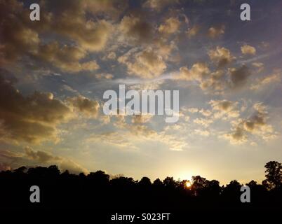 Tramonto su alberi silhouette Foto Stock