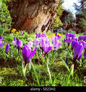 La primavera è arrivata Foto Stock