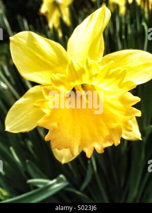 Giallo narciso Foto Stock