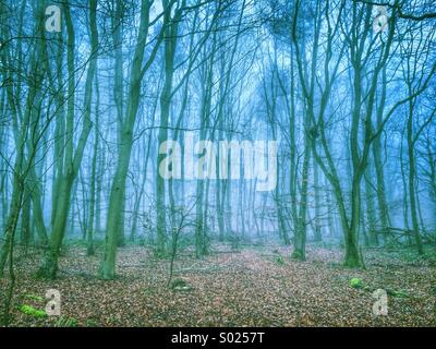 Blu nebbia Landscspe Woodland Foto Stock