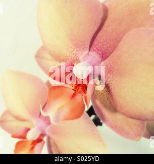 Rosa fiori di orchidea Foto Stock