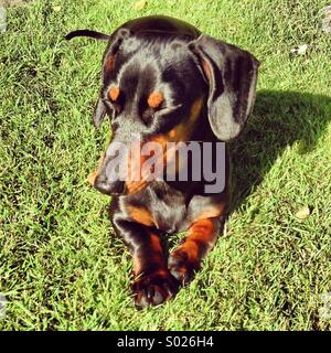 Daschund per prendere il sole Foto Stock