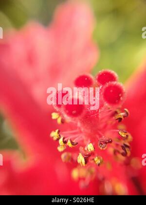 Macro di un fiore di ibisco. Foto Stock