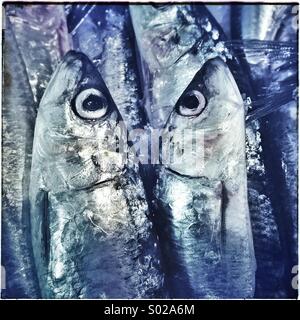 Di fronte pesci. Sardine in vendita in un mercato del pesce a Barcellona Foto Stock