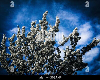 Fiore di primavera Foto Stock