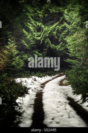 Sentiero innevato nel bosco Foto Stock