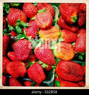 Fragole rosso Foto Stock