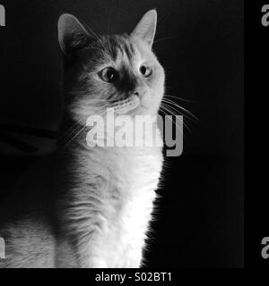 Un ritratto in bianco e nero di un bianco punto di fiamma gatto siamese gatto Foto Stock