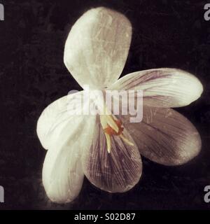 Crocus Foto Stock