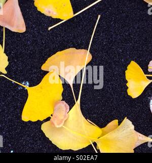 Ginkgo Foto Stock
