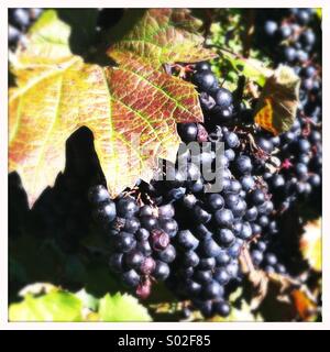 Close-up di uva, Niagara, Ontario, Canada Foto Stock