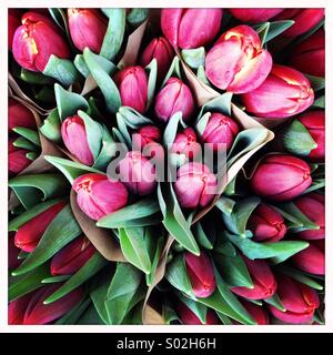 I tulipani Foto Stock