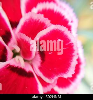 Macro del centro di un garofano con petali in bianco e rosso Foto Stock