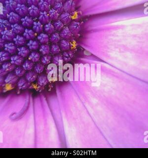 Macro di un viola daisy Foto Stock