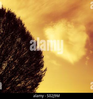 La parte di albero con nuvole in cielo Foto Stock