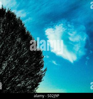 La parte di albero con il cloud nel cielo blu Foto Stock