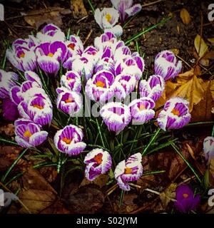 Crocus Foto Stock