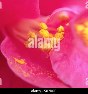 Macro di il polline di un fiore rosa. Foto Stock