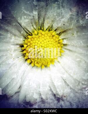 Daisy close up abstract Foto Stock