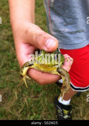 Rospo felice Foto Stock