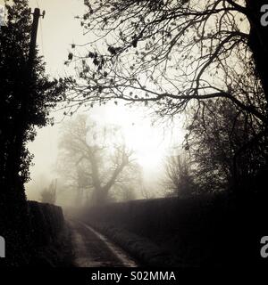 Alberi nella nebbia Foto Stock