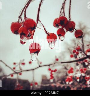 Goccioline di acqua congelata su bacche rosse in inverno Foto Stock