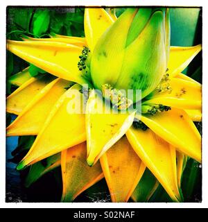 Musella lasiocarpa , Golden Lotus Flower Foto Stock