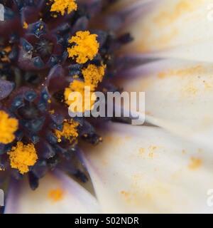 Macro vista parziale di un Osteospermum fructicosum fiore. Foto Stock