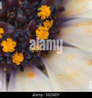 Vista parziale del centro di una Osteospermum fructicosum fiore. Foto Stock