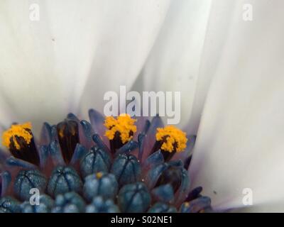 Parziale vista macro del centro di un Osteospermum fructicosum fiore. Foto Stock