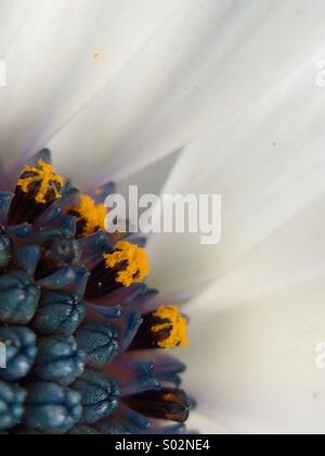 Parziale vista macro del centro di un Osteospermum fructicosum fiore. Foto Stock