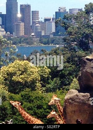 Le giraffe al Taronga Zoo di Sydney Foto Stock