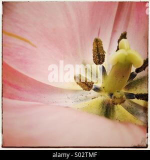Tulip flower close up Foto Stock
