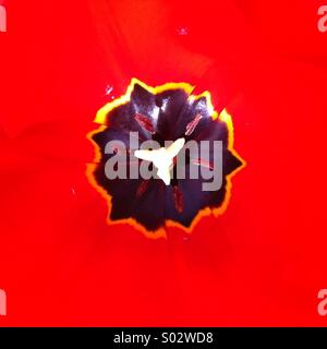 Nero di forma irregolare su un forte sfondo rosso Tulip flower close up Foto Stock