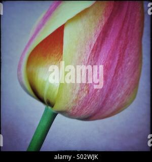 Bellezza tulip flower Foto Stock