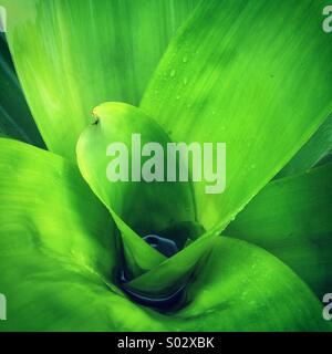 Serbatoio gigante Bromeliad, Kaieteur Parco Nazionale, Kaieteur Falls, Guyana, Sud America Foto Stock