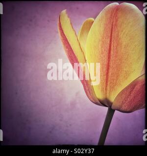Fiore del tulipano Foto Stock