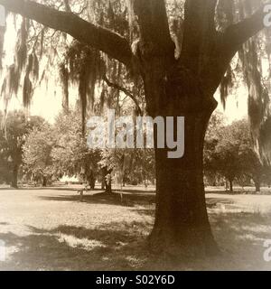 Un muschio Spagnolo coperto Live Oak tree, San Simone Isola della Georgia Foto Stock