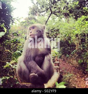 Formosan macaco Rock. Foto Stock