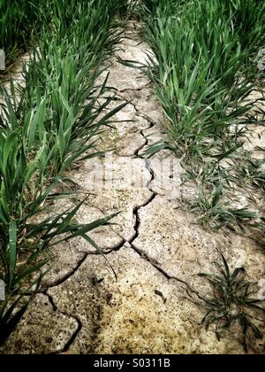 Nuove colture da un incrinato, arida terra Foto Stock